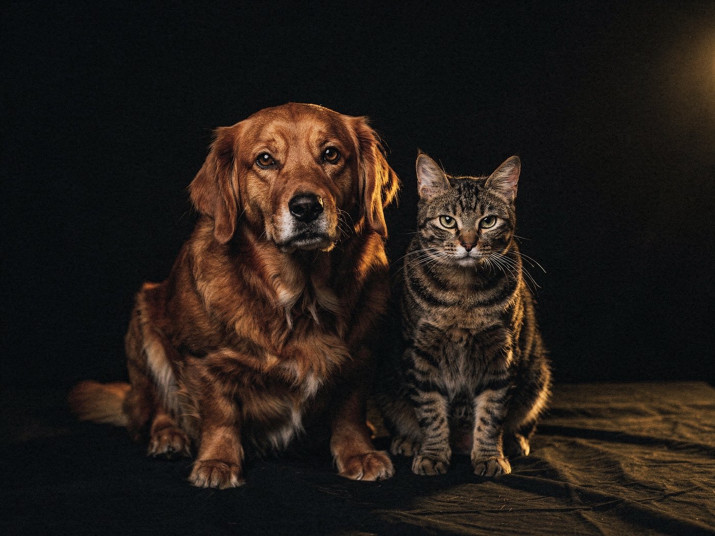 Un cane e un gatto, fotografati su fondo scuro